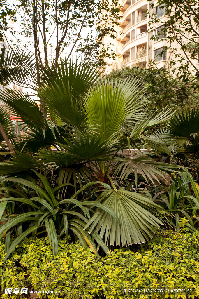 庭院中的多样绿植景观