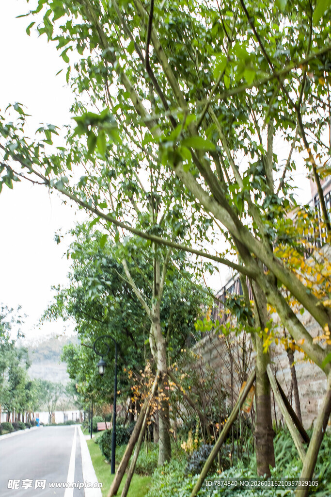 路边葱郁树木景观