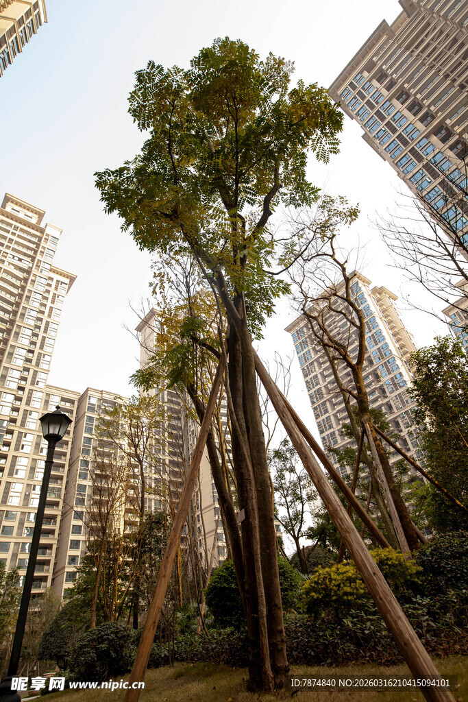 城市中被支撑的挺拔绿树