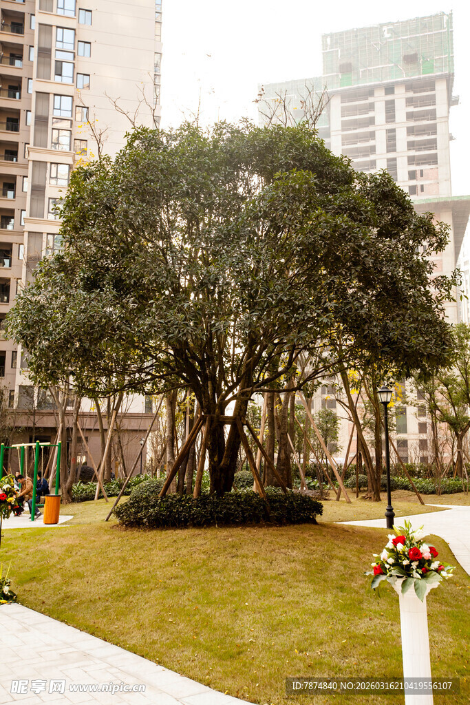 城市公园中的绿树与景观