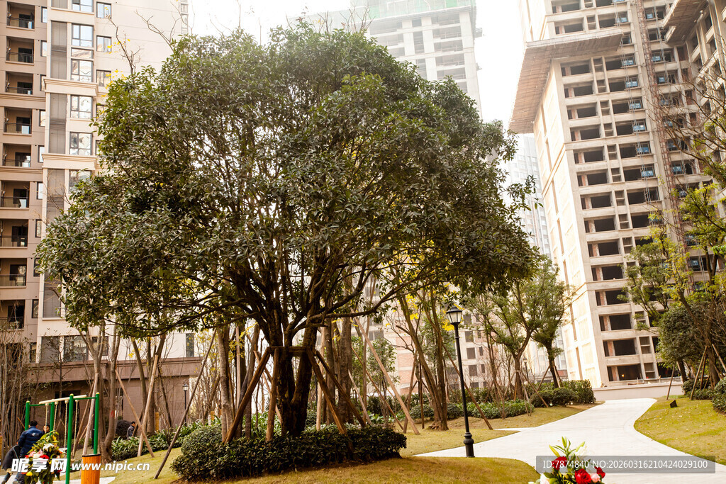 小区内的绿树与休闲步道