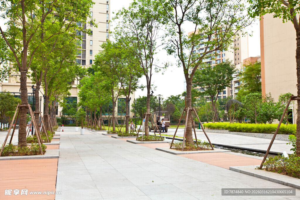 城市中整洁的林荫步道