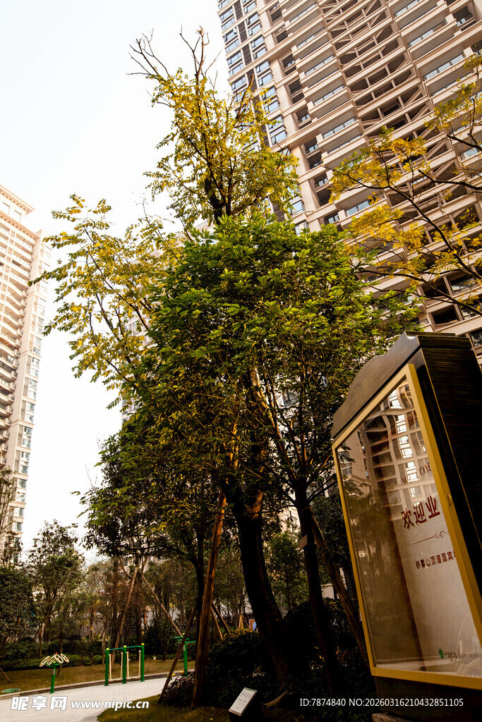 城市中林立高楼旁的绿树