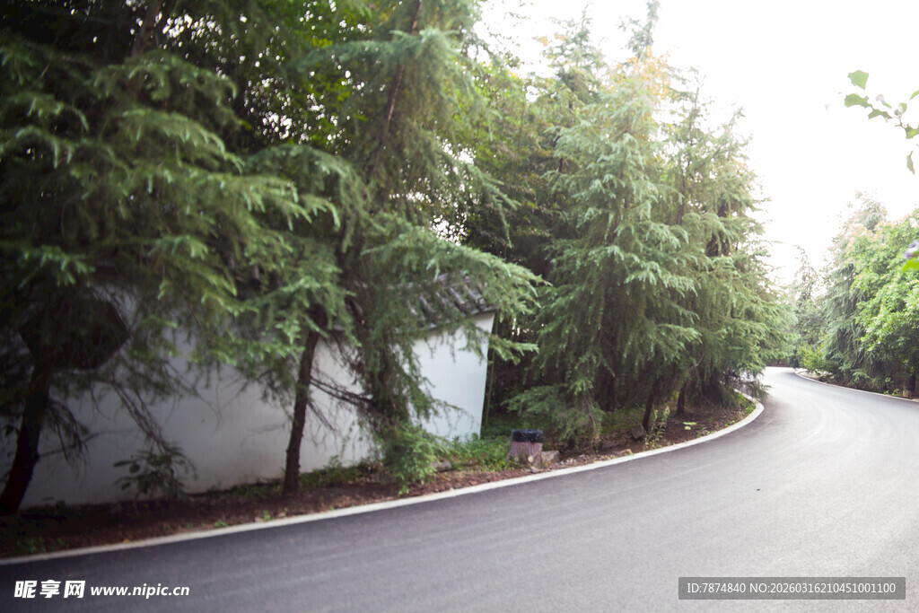 蜿蜒路旁绿意盎然的树林