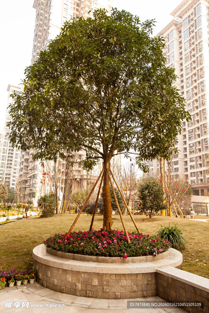 城市公园中的茂盛景观树