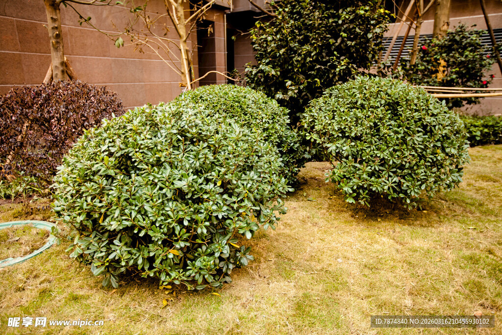 庭院中的球形绿植景观