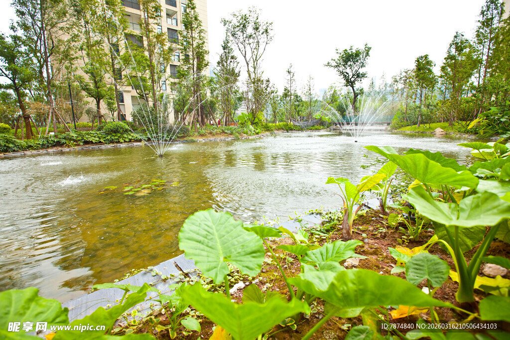 河畔绿植环绕的自然美景