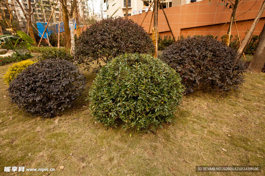 园林中的多彩球形灌木