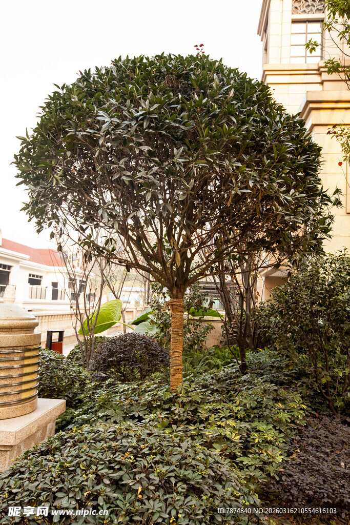 庭院中的造型绿植景观