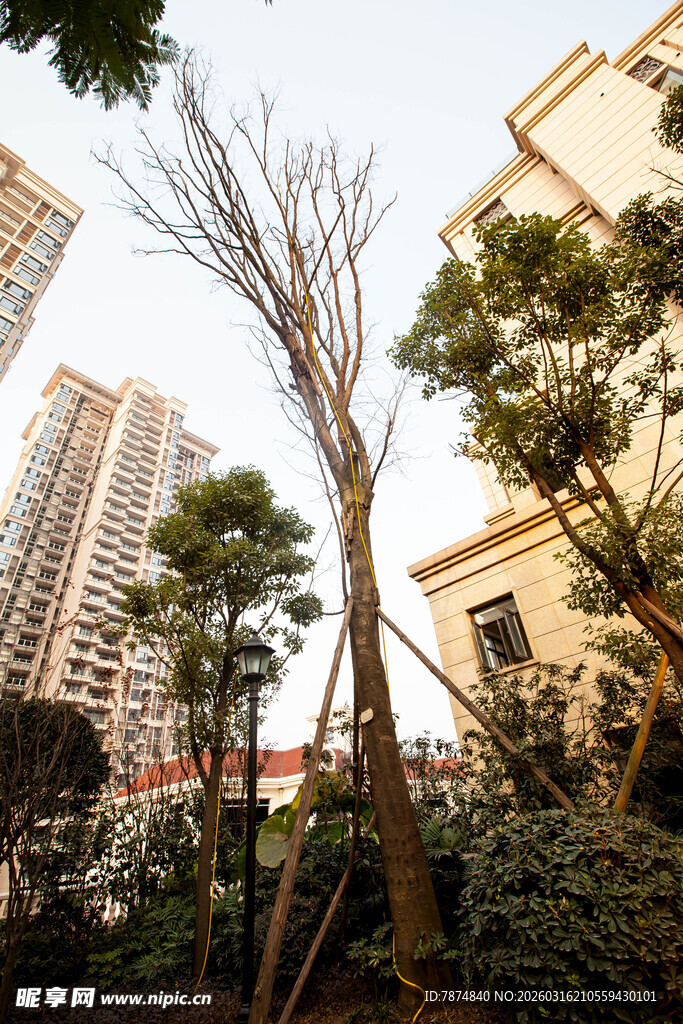 小区内的树木与高楼景观