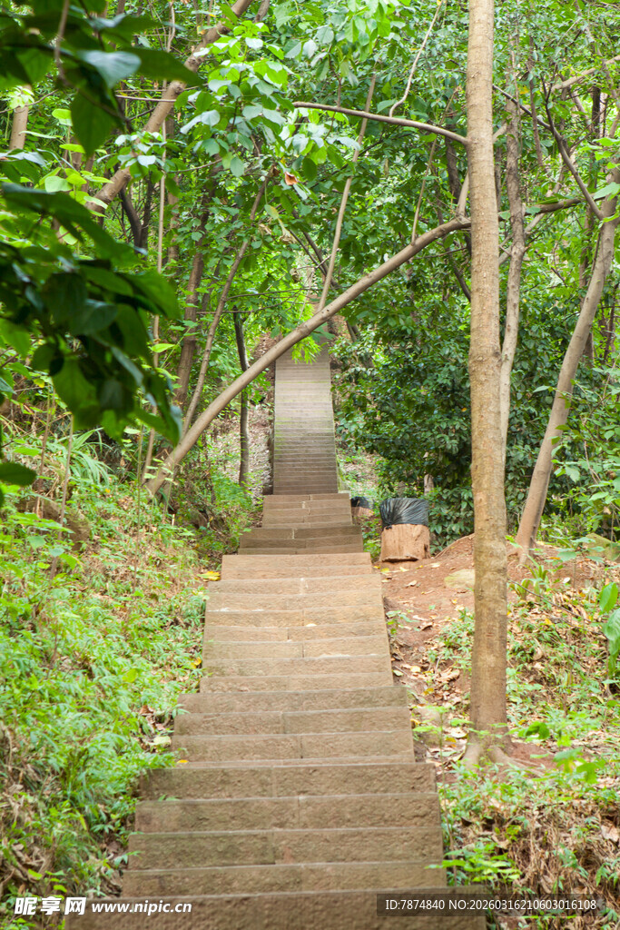 林间幽静木质步道