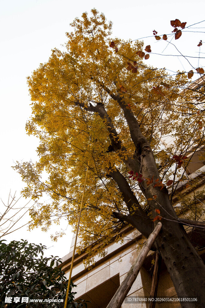 秋日银杏与古朴建筑
