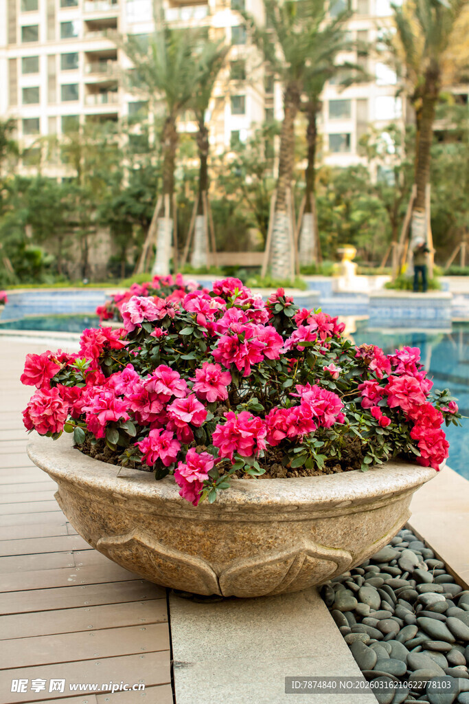 泳池边盛放的粉色花盆