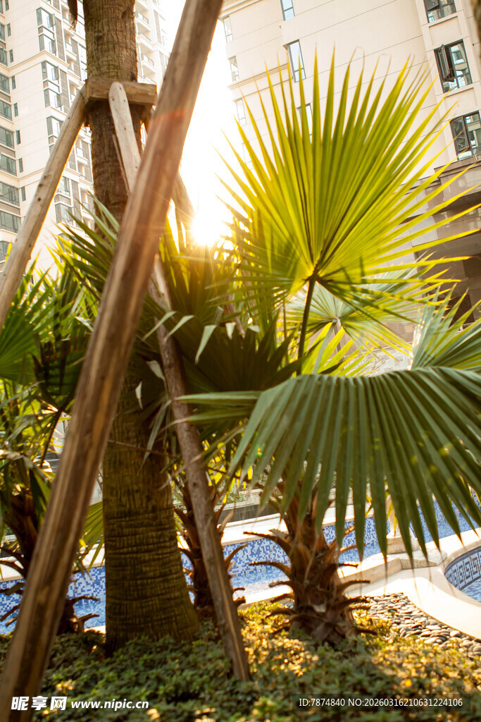 阳光下的绿植与木质支架