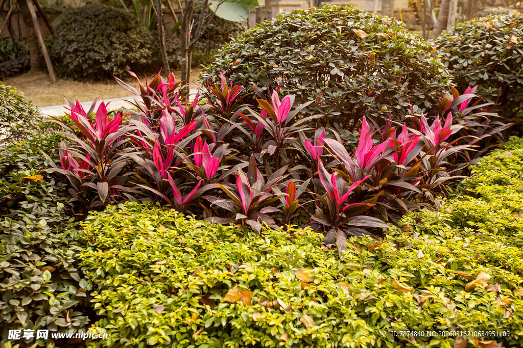 多彩植物装点的美丽花坛