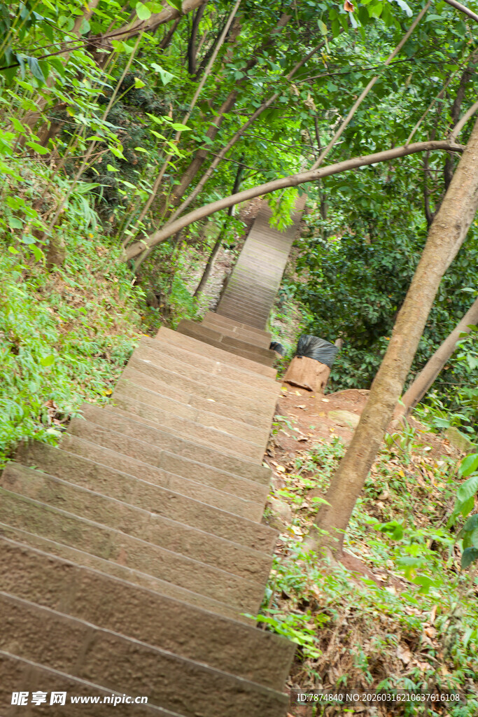 林间木质小径 绿意盎然