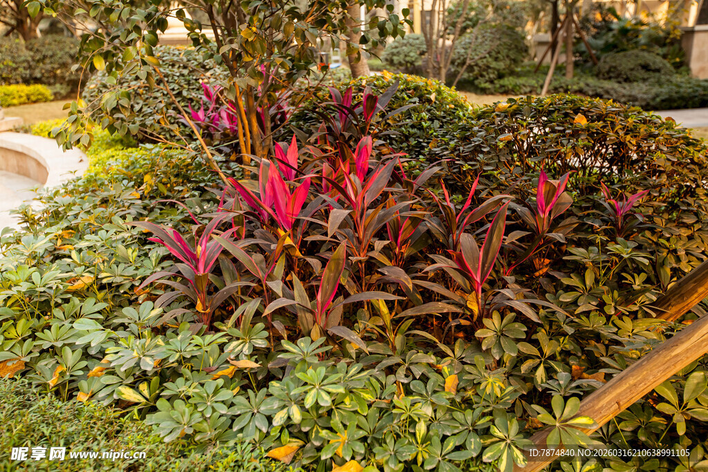 多彩植物装点的花园景观