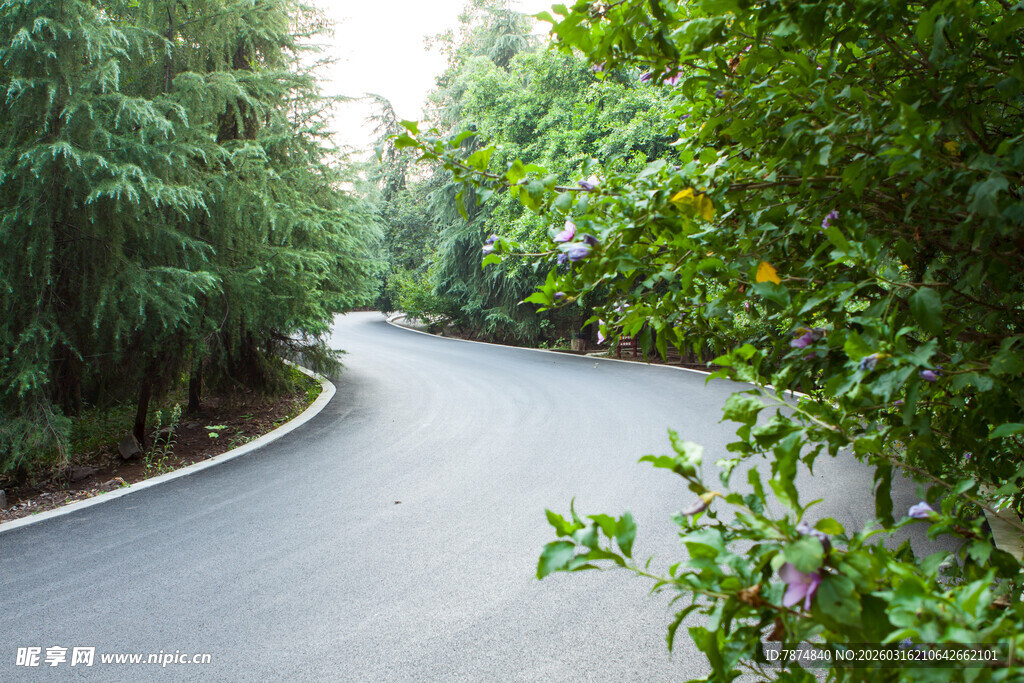 林间蜿蜒的幽静柏油小路