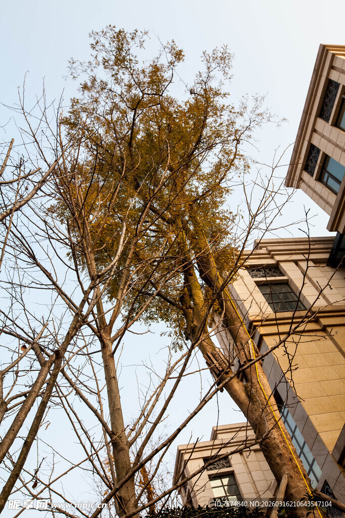 楼旁枯树显萧瑟景象