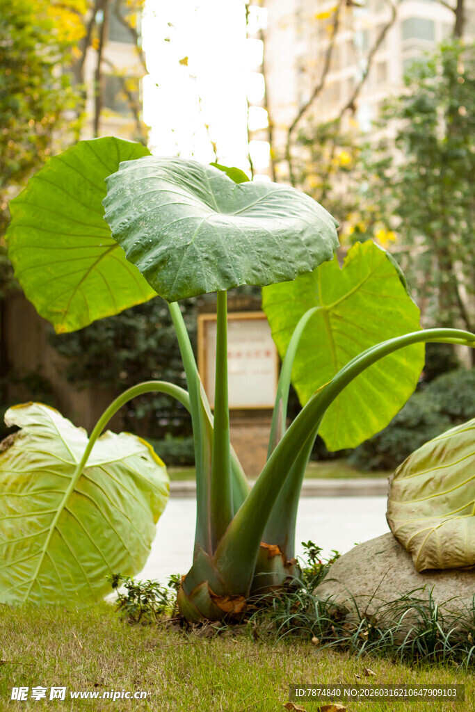 巨大绿叶植物 庭院美景