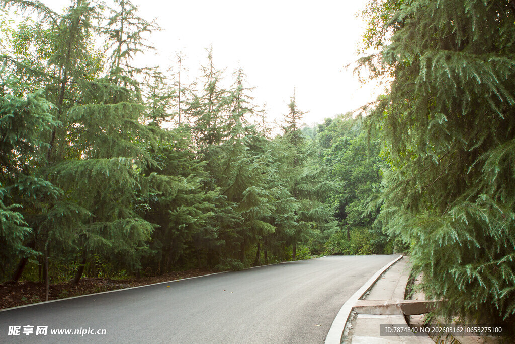 林间蜿蜒公路 绿意盎然