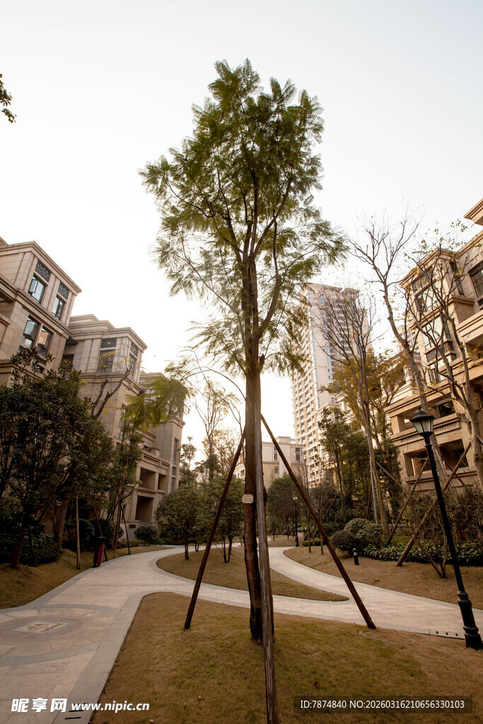 小区内的绿树与建筑景观