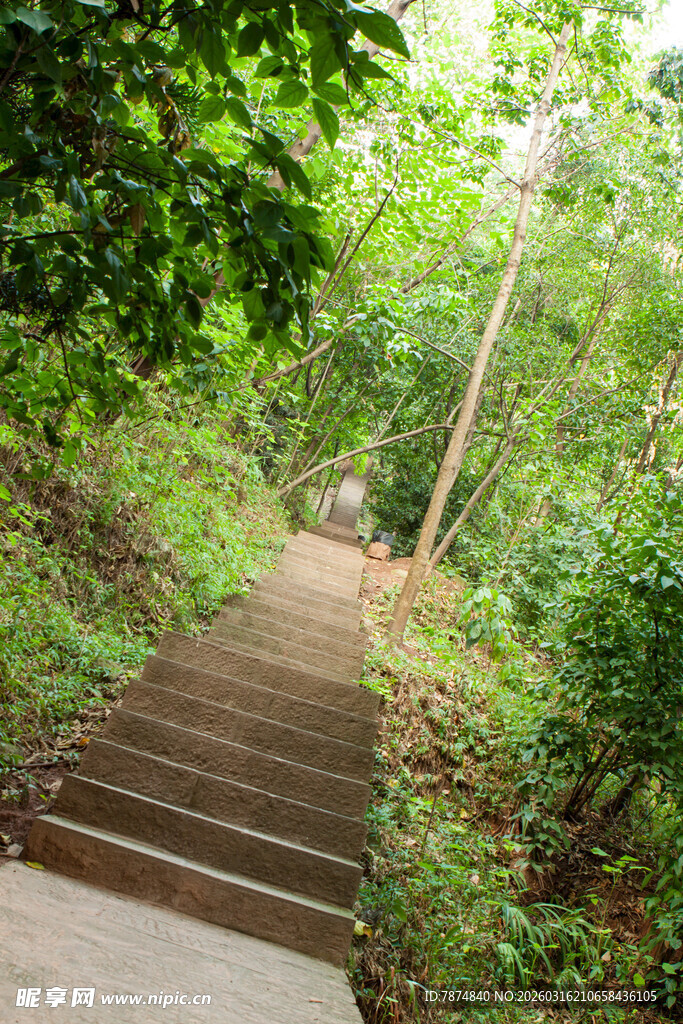 林间石阶 绿意盎然的小径