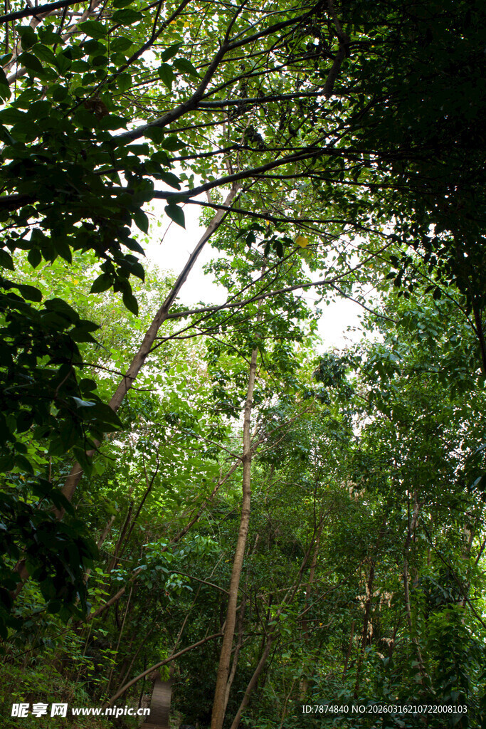 茂密丛林绿意盎然