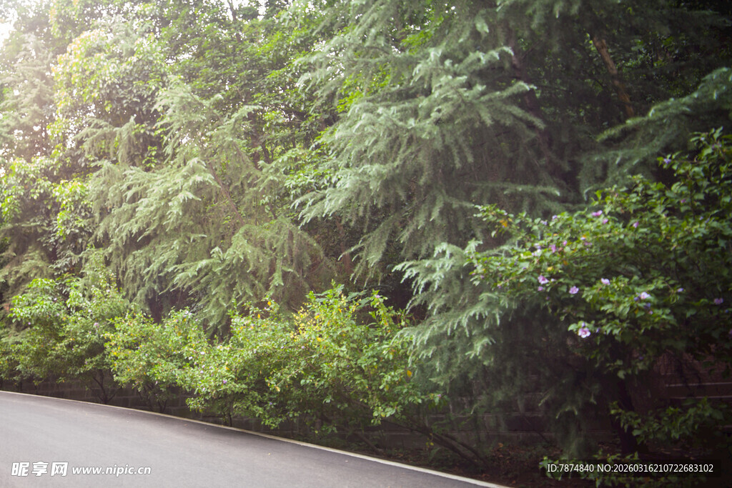 蜿蜒路旁葱郁绿植景观