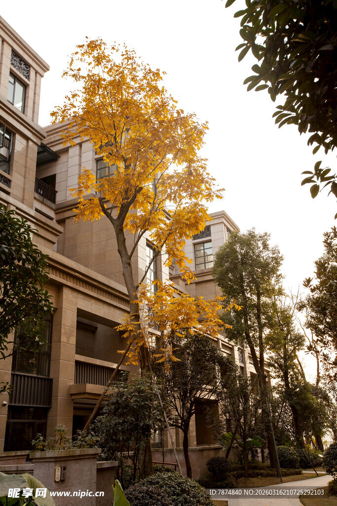 秋日小区里的金黄树木