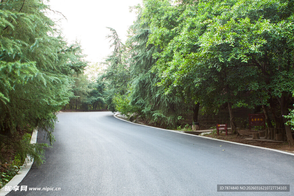 林间蜿蜒柏油路