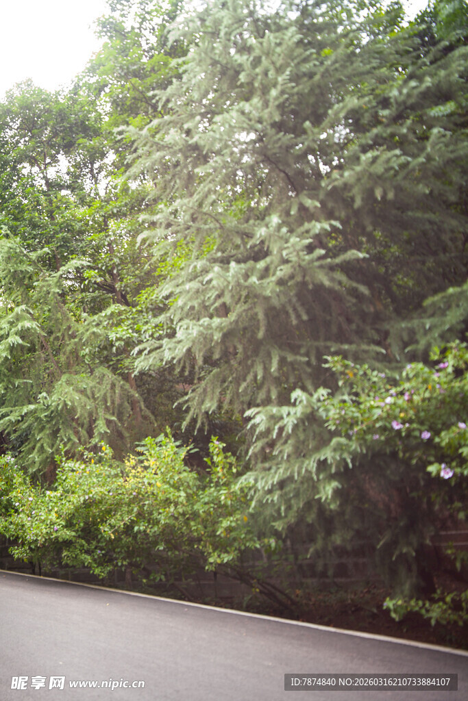 路边葱郁树林景观