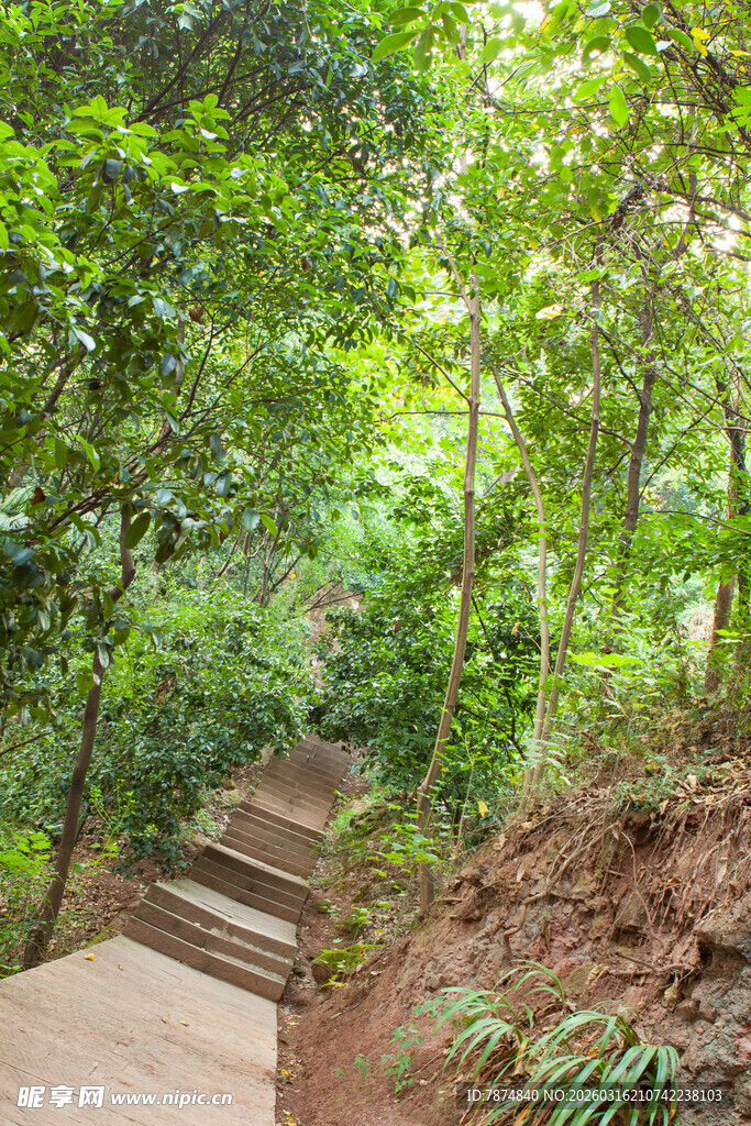林间石阶 绿意盎然的小径