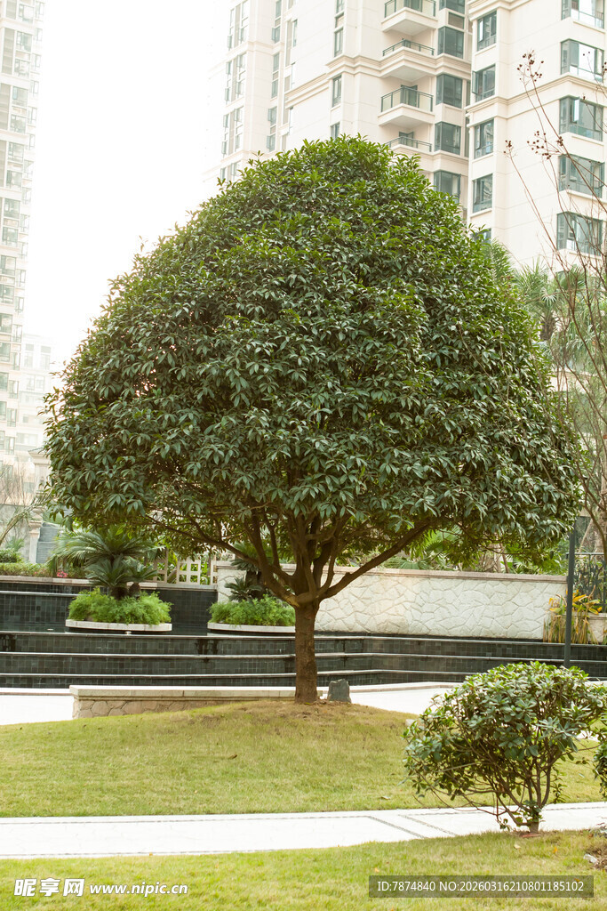 城市草坪中的葱郁绿树