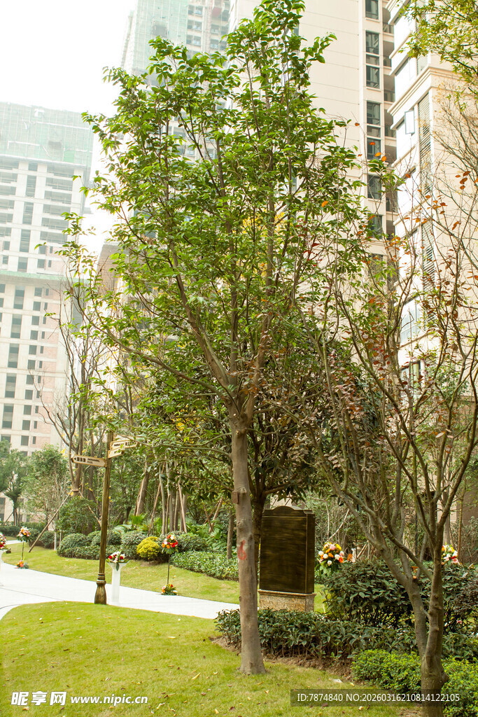 城市中葱郁的绿化景观