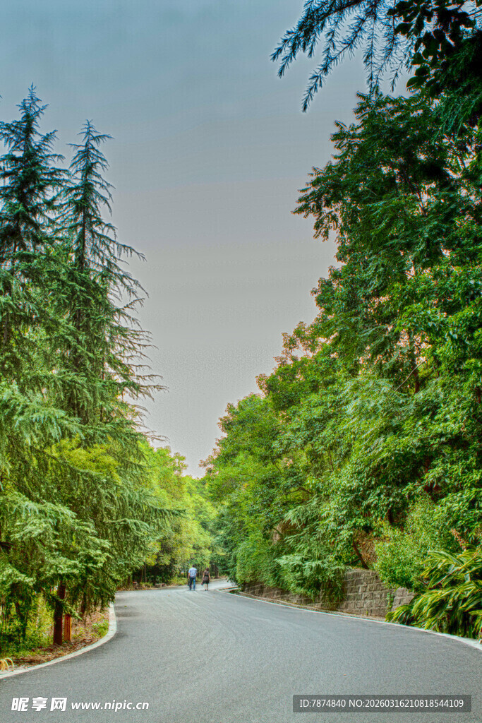 林间蜿蜒公路 绿意盎然