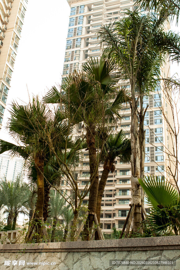 城市中的棕榈树与高楼