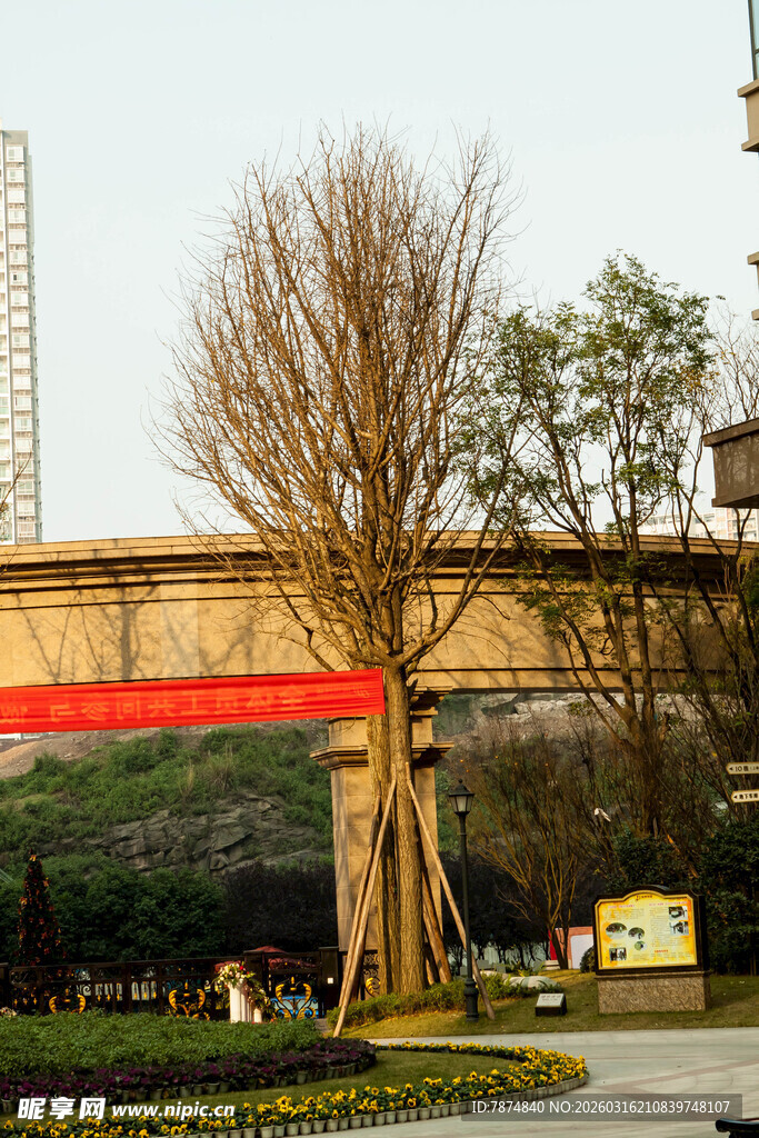 城市中光秃树木与高架桥