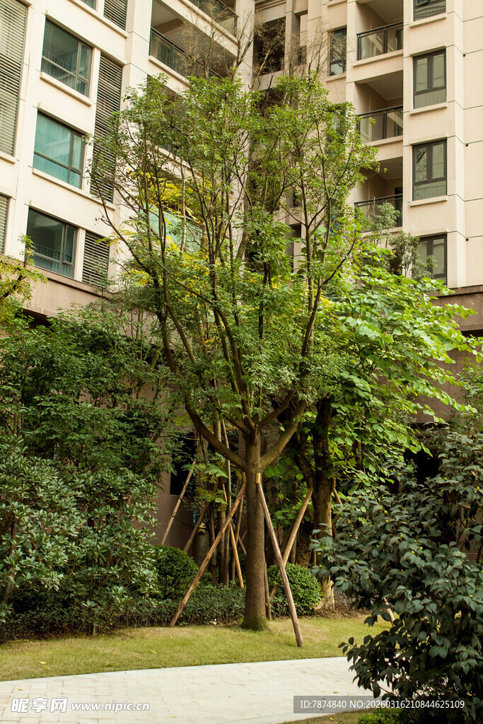 小区内绿意盎然的树木景观