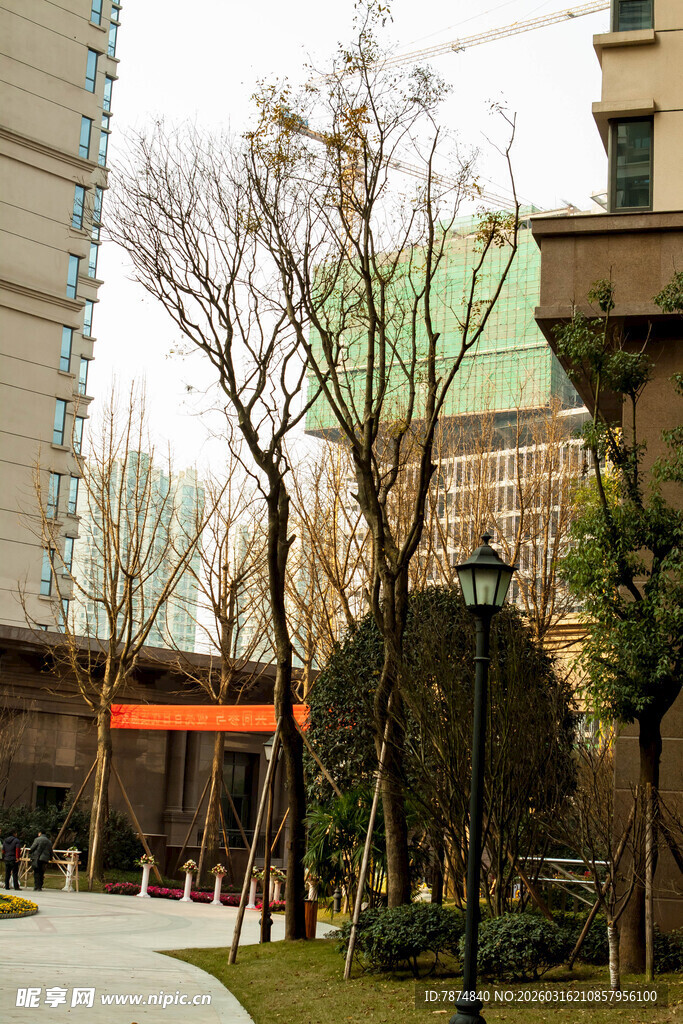 城市街道旁的树木与建筑