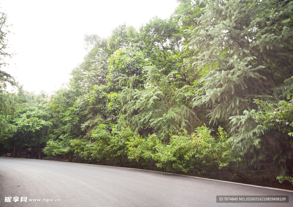 林间公路 绿意盎然景色美