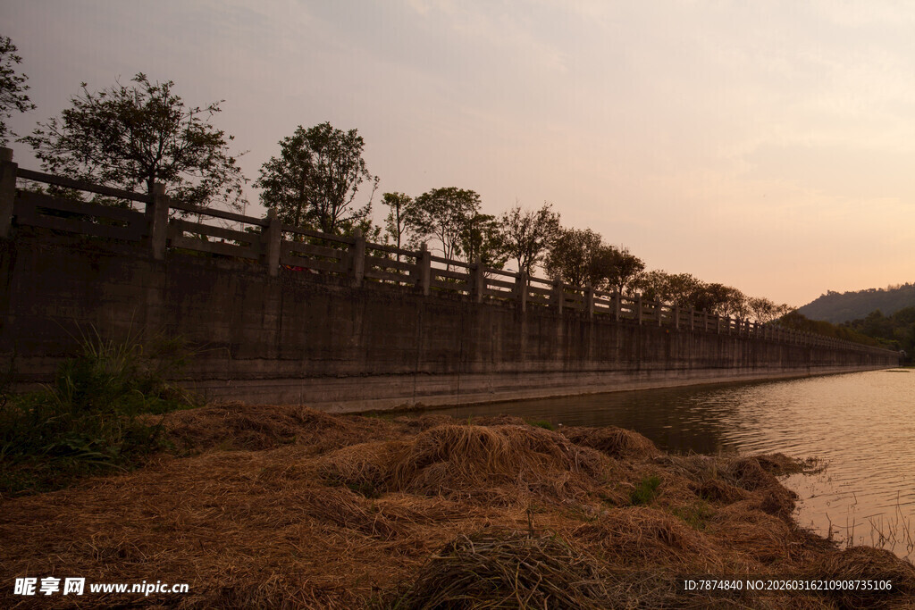 黄昏湖畔的树木风景