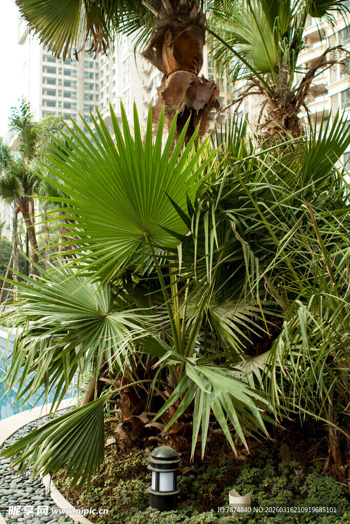 庭院中的热带风情绿植