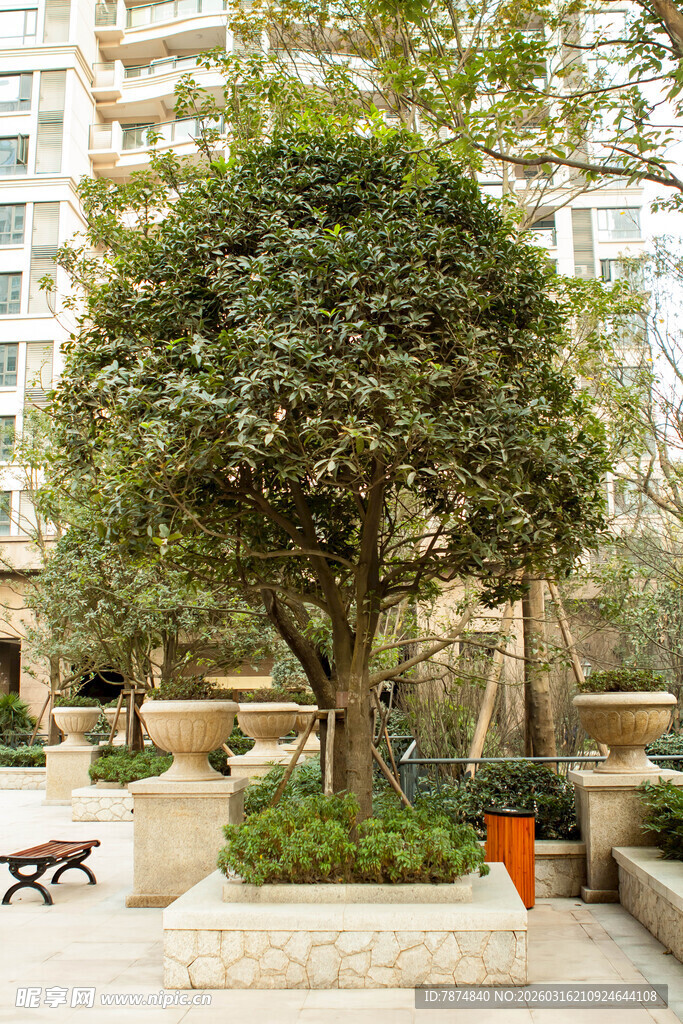 小区中的茂盛绿植景观