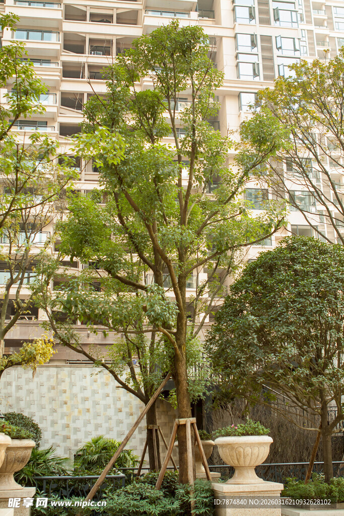 小区内挺拔绿树景观