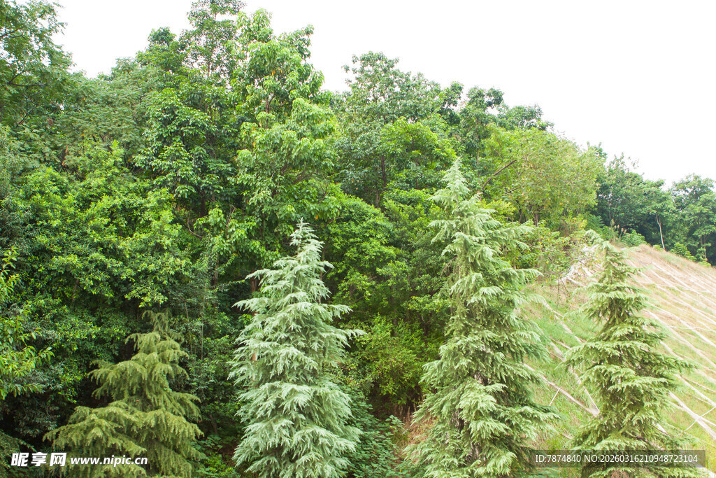 茂密树林中的多样绿植