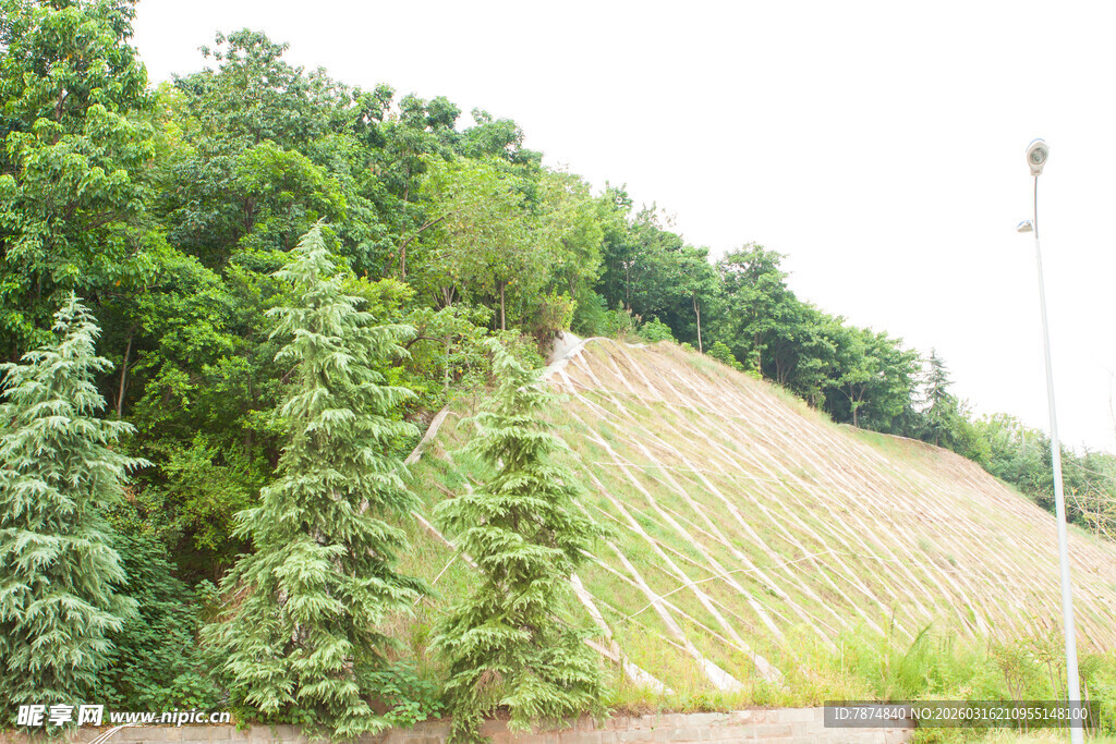 山坡绿植与护坡设施景观