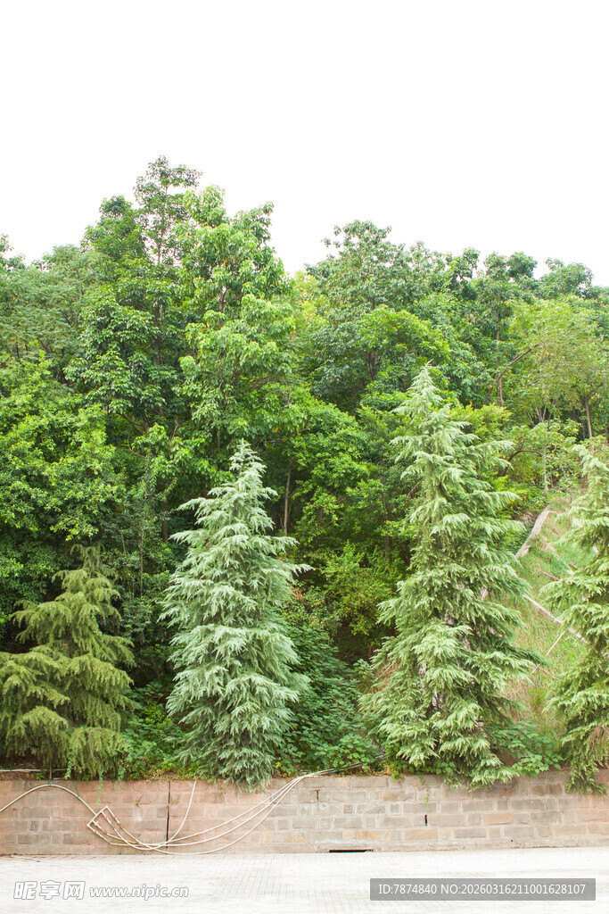 路边葱郁树林景观