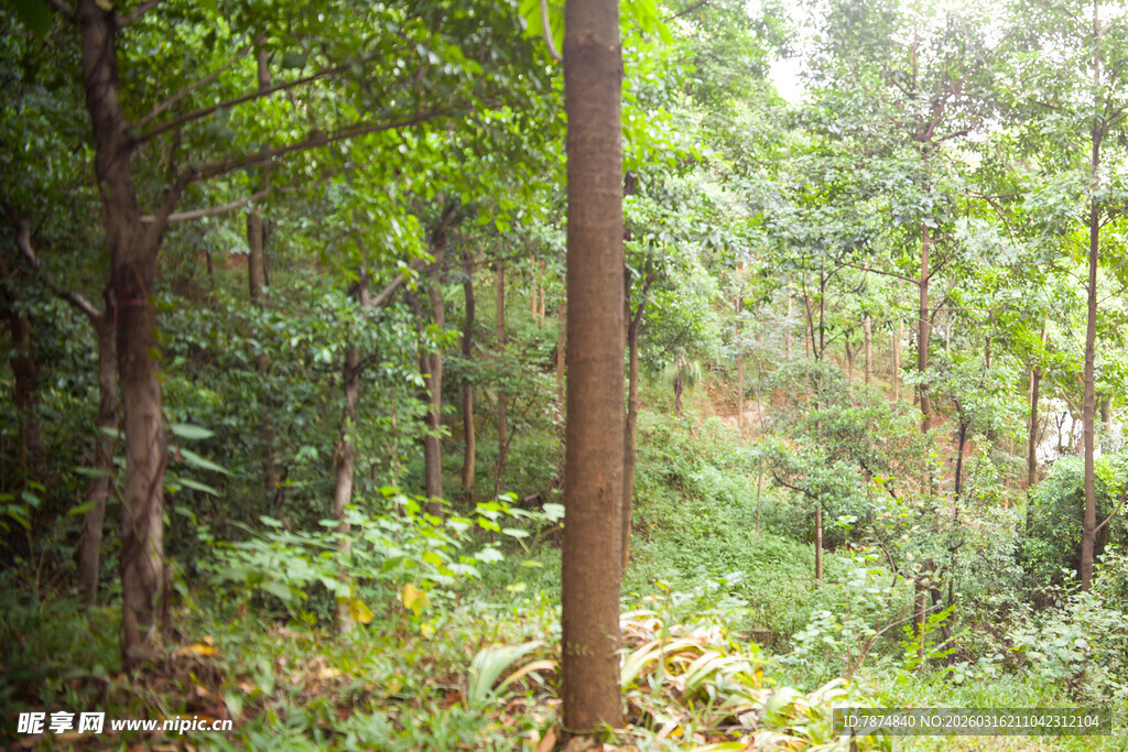 茂密森林绿意盎然景象