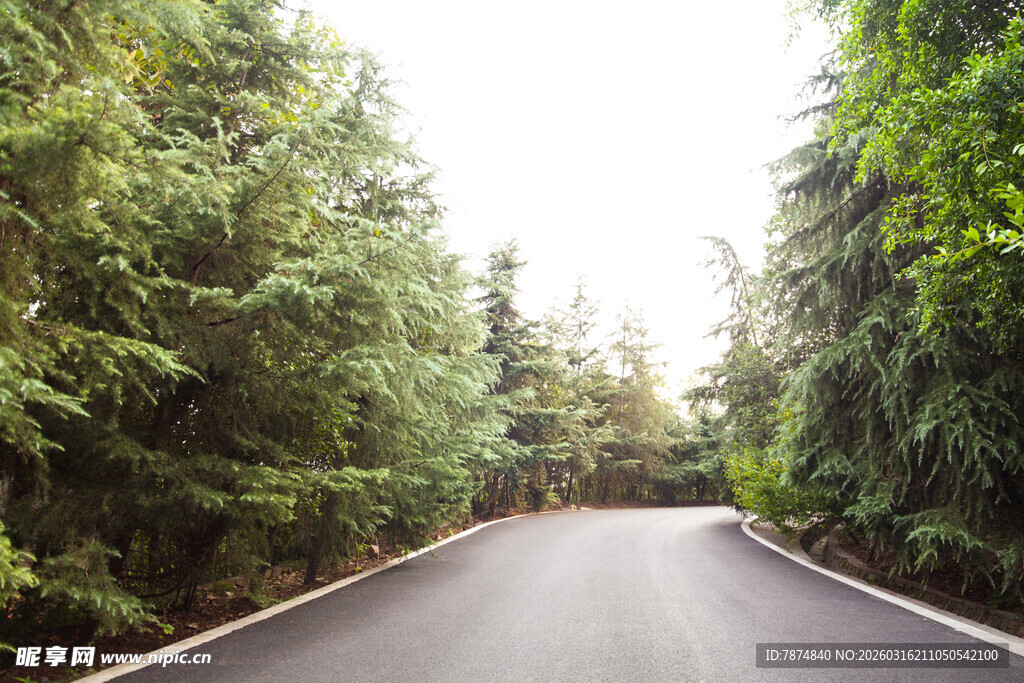 林间蜿蜒公路 绿意盎然